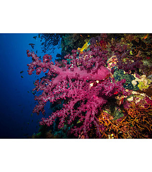Постелка с принт Sea bottom 52х75 см снимка