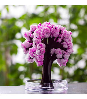 Миниатюрно дърво Magic Sakura снимка