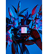 Парфюм Cerulean Bloom 100 мл-3 снимка